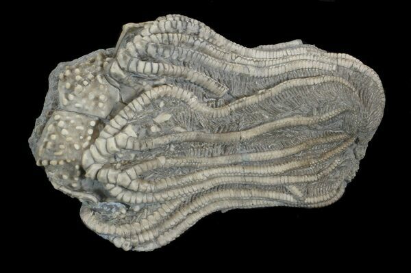 The fossilized crown of the crinoid Elegantocrinus collected near Crawfordsville, Indiana.